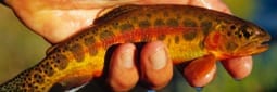 Golden Trout