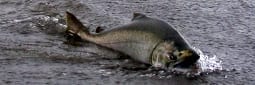 Endangered Salmon