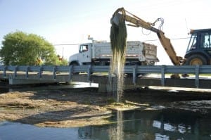 Invasive Eurasian watermilfoil