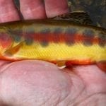 California Golden Trout