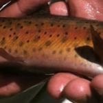 Slinkard Creek Lahontan