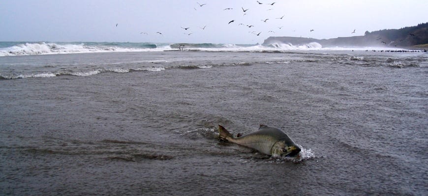 salmonbeach