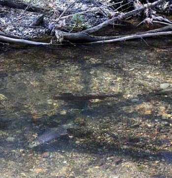 Southern California steelhead