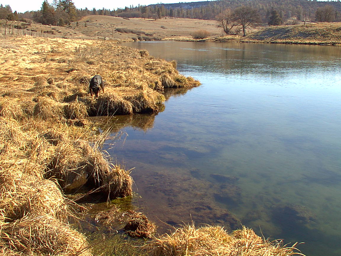 Hat Creek muskrat damage California Trout