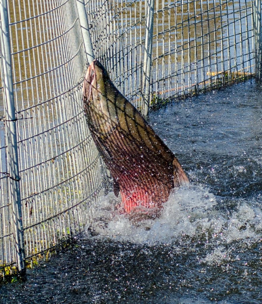 Dead in the Ditch: Valley Drainage Canals are a Fatal Detour for Salmon