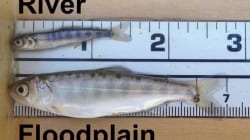 Nigiri Project in the Spotlight as Salmon Head Out to Sea