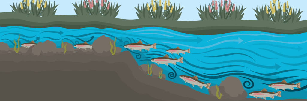 Locating Trout in a Stream