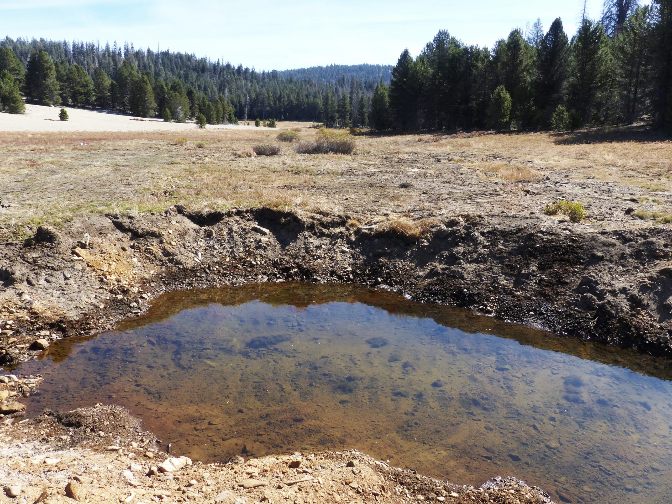 Ecological restoration complete for Osa Meadow carbon sequestration project