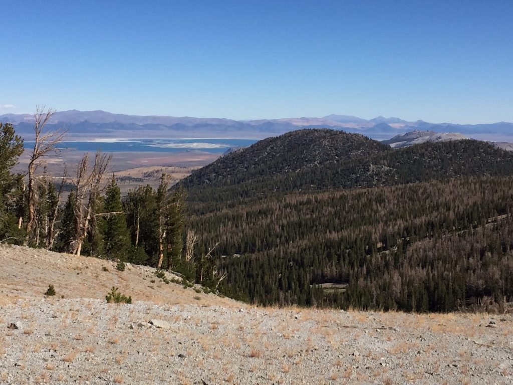 Bark beetle-infested forest at June Mountain will soon be restored