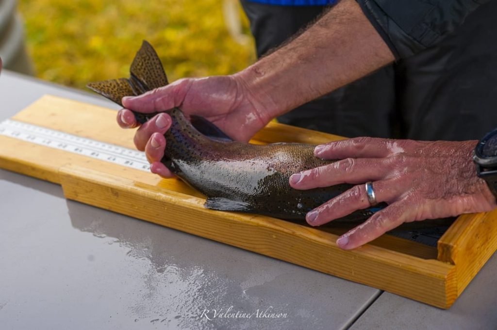 Tagging wild trout on the Fall River