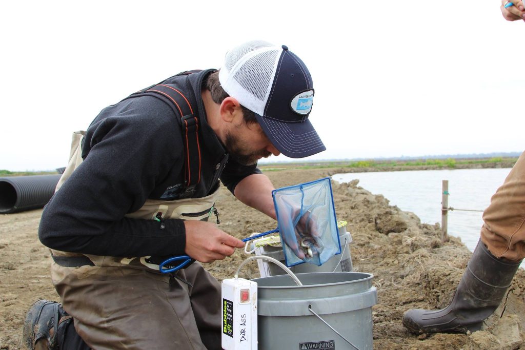 August Fish of the Month: Sacramento River Winter-Run Chinook Salmon