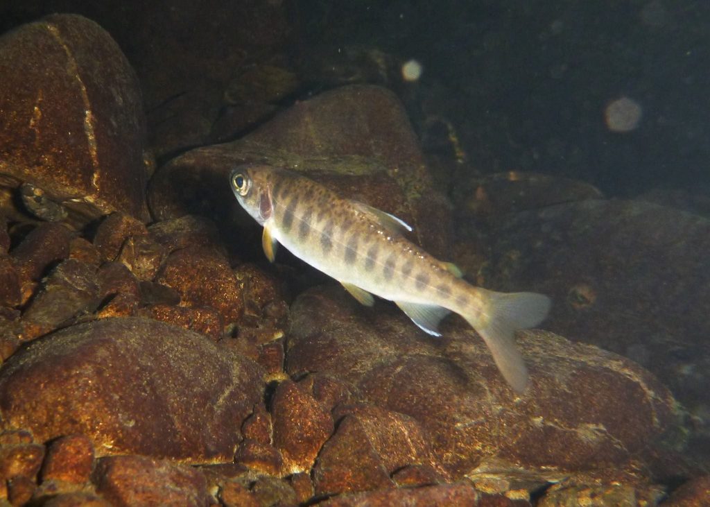 Instream Restoration Complete for South Fork Scott River