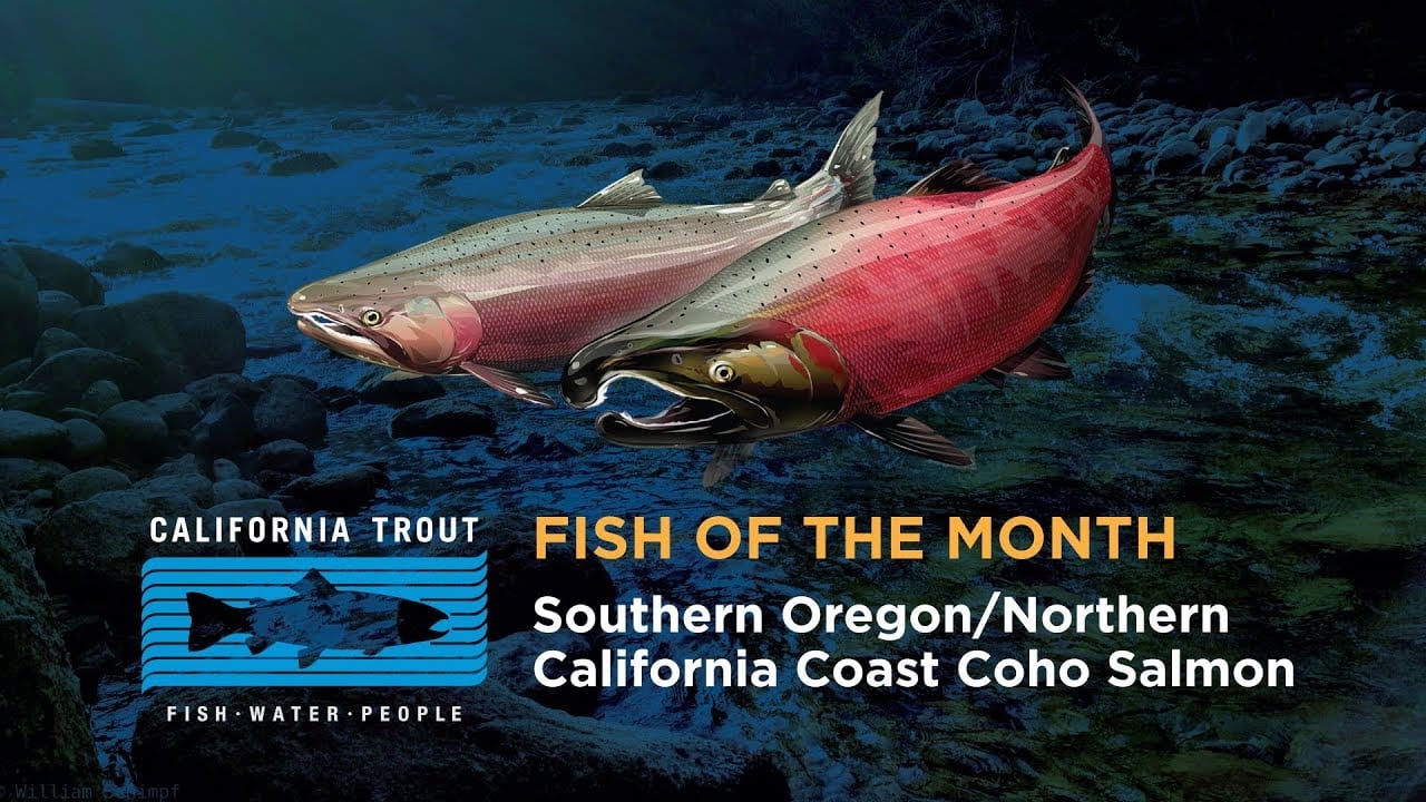 Fish of the Month: Southern Oregon/Northern California Coast Coho Salmon