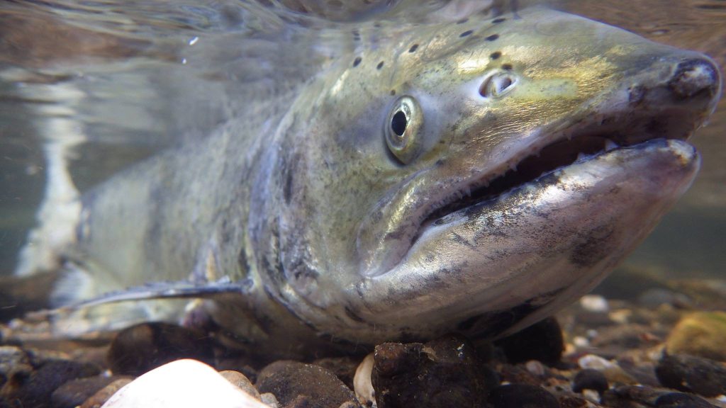 New research on winter-run Chinook salmon may have big impact