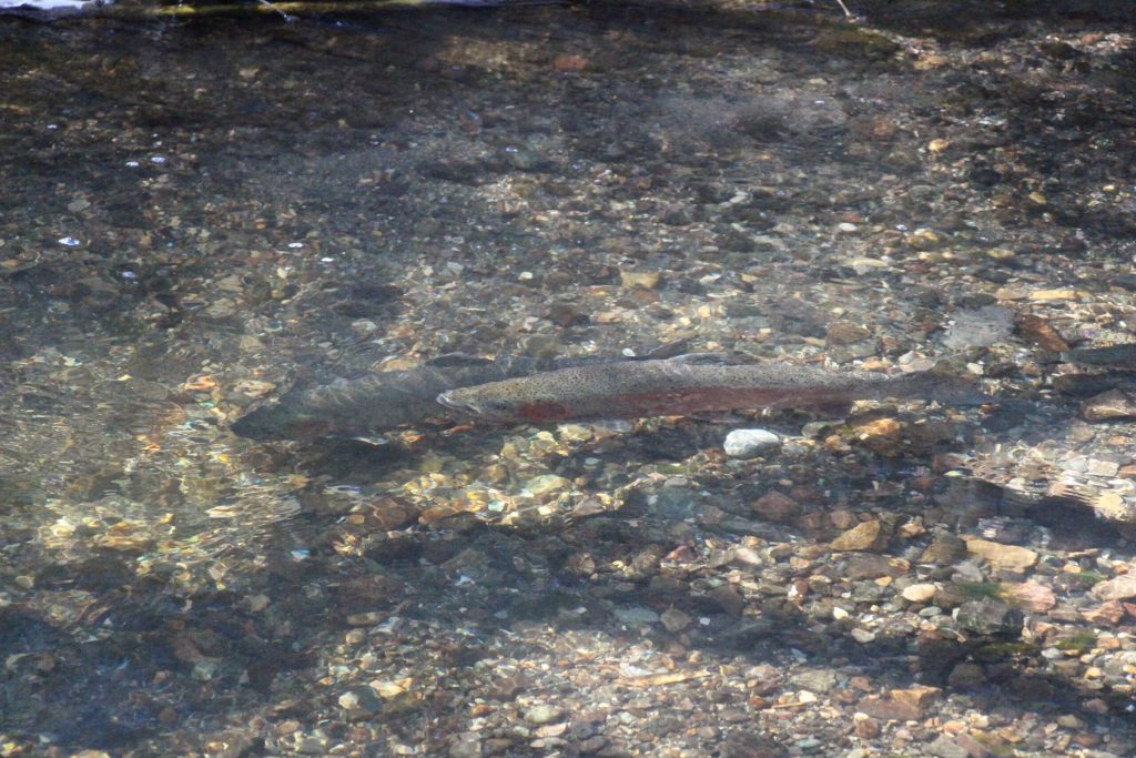 Recovery efforts for Southern California steelhead