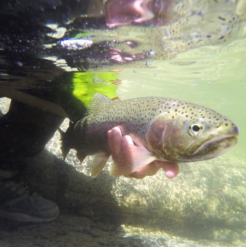 Help protect Mokelumne River far into the future
