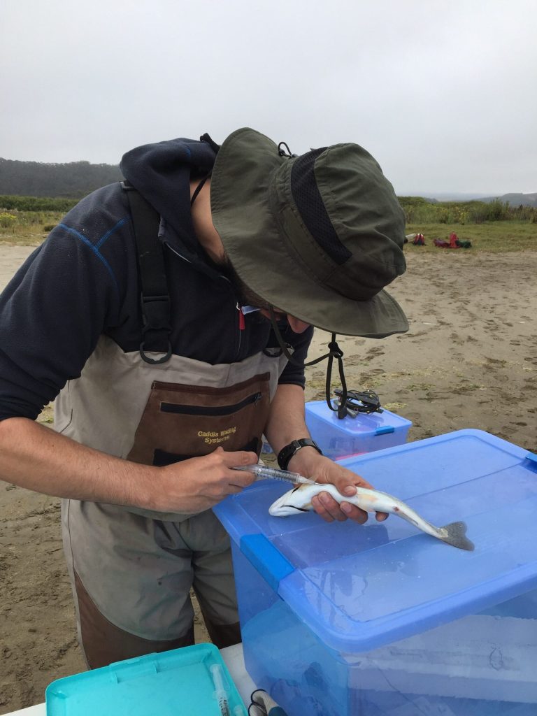 PIT tagging at Pescadero Marsh