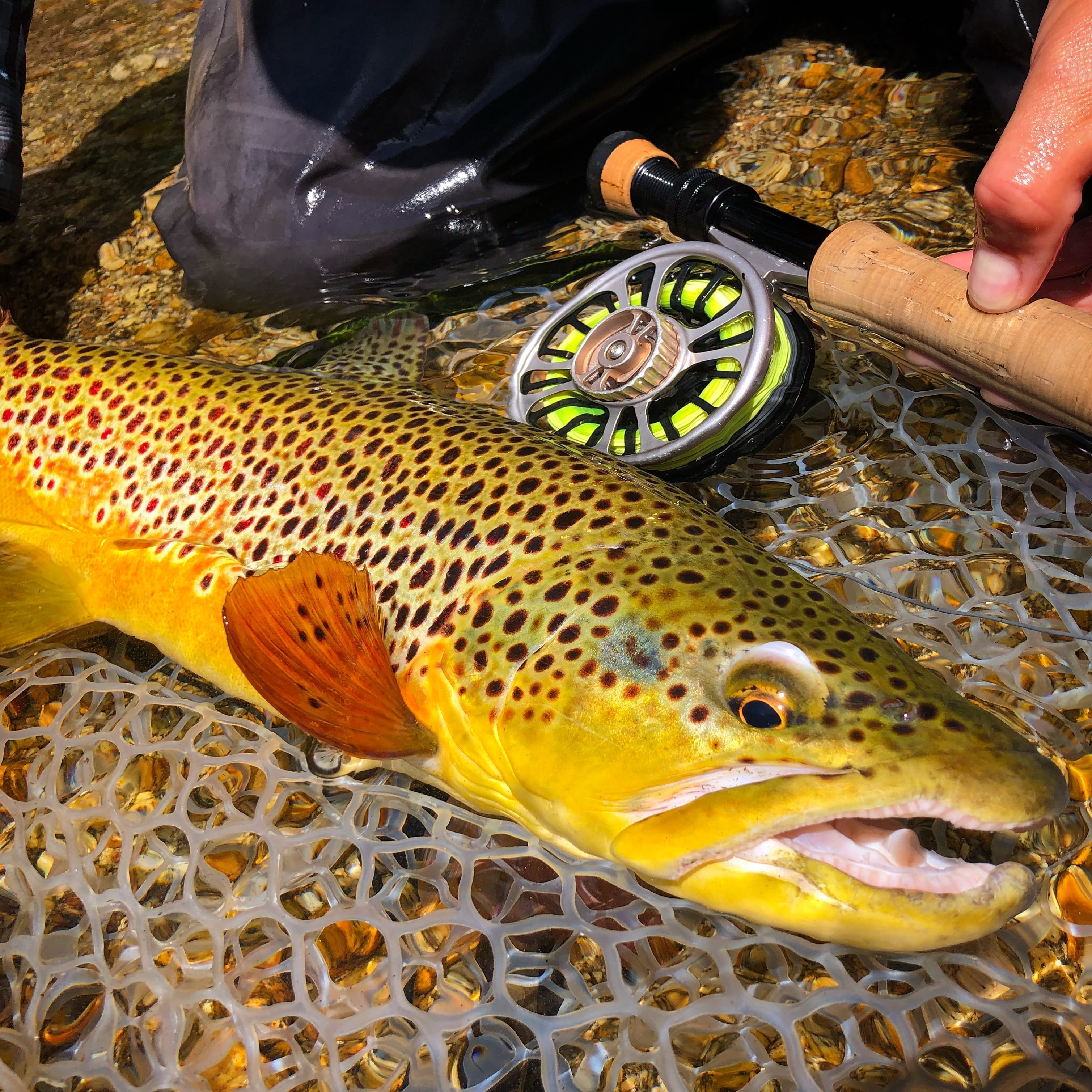 Fall Fly Fishing Report 2018 