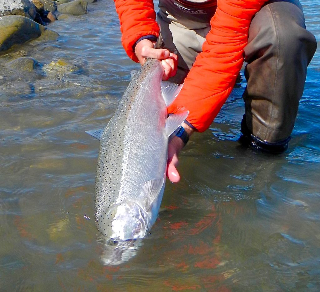 “Wild and Wet Winter” Wednesday Wisdom on California Winter Steelhead