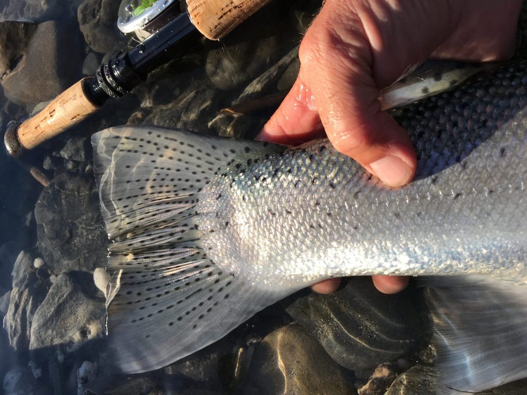 Wednesday’s Wild and Wet Winter – Week 3