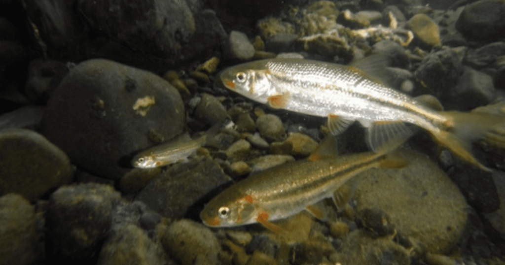 Eel River Forum discusses Pikeminnow
