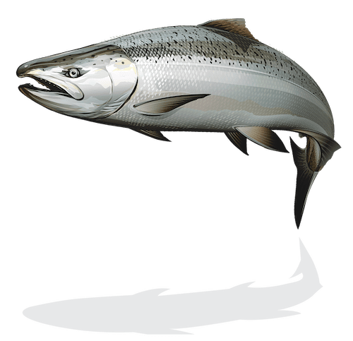 Oregon Chinook salmon
