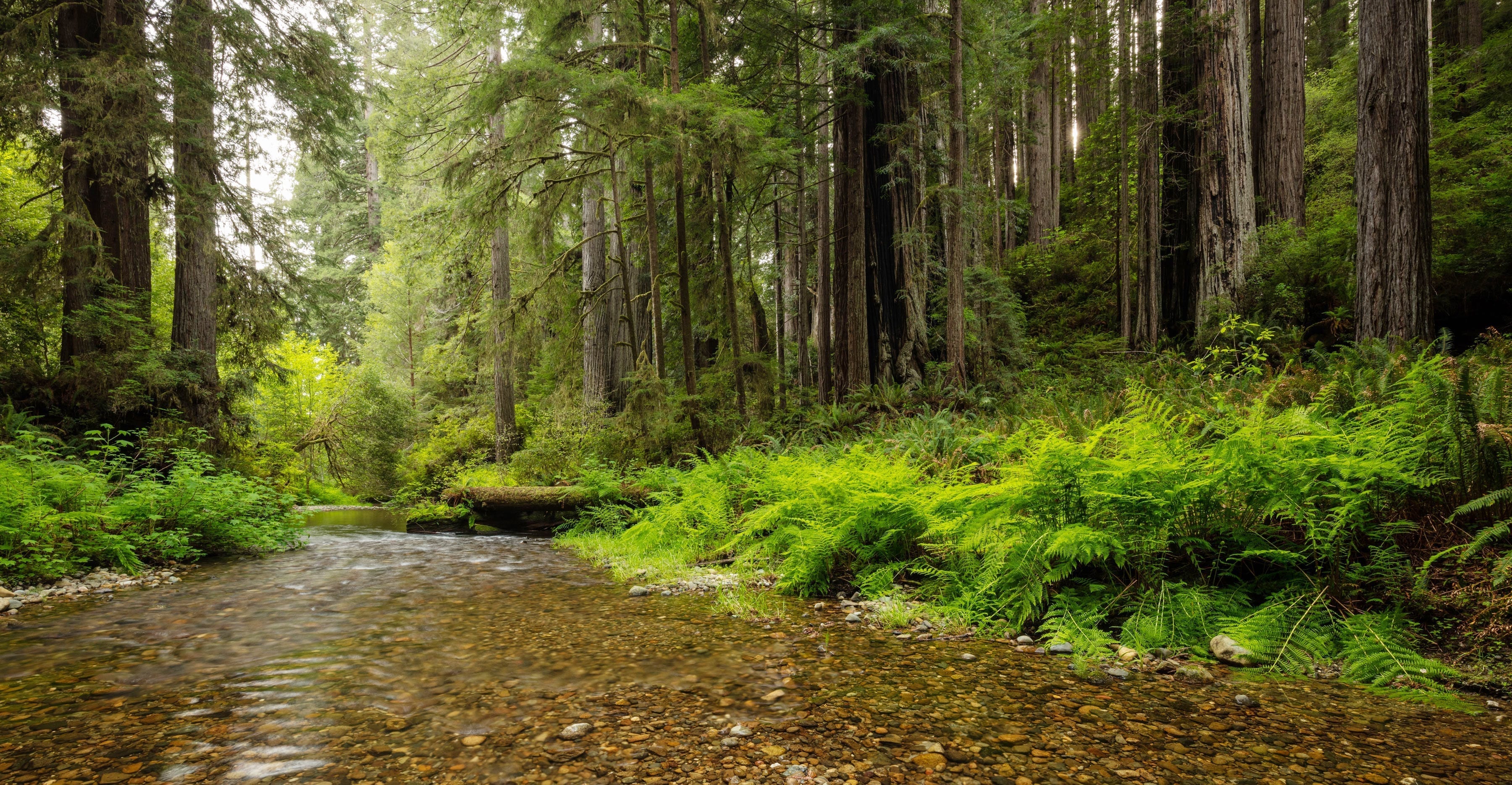 Prairie Creek Floodplain Restoration | California Trout