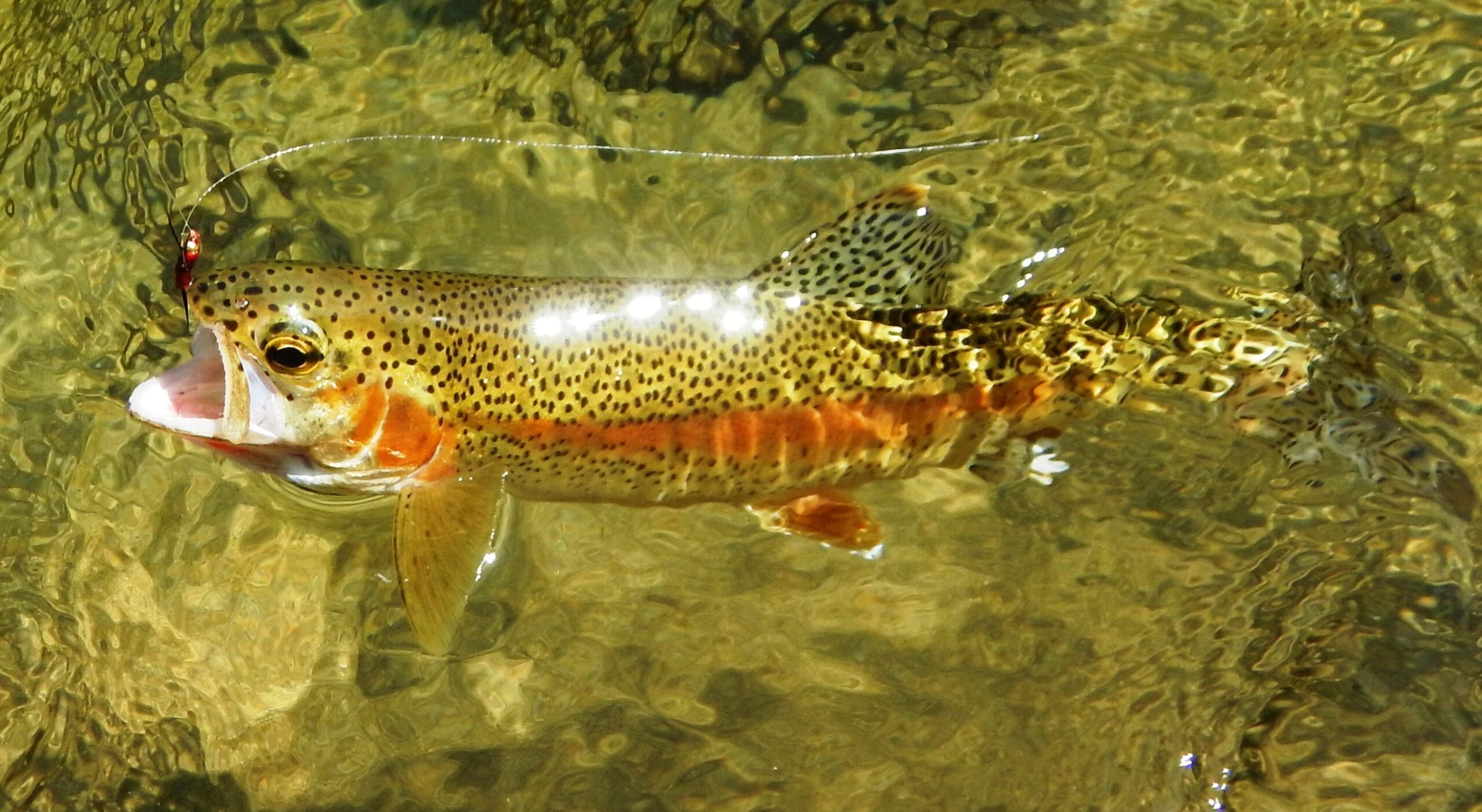 Rainbow trout, Freshwater, Spawning, Habitat