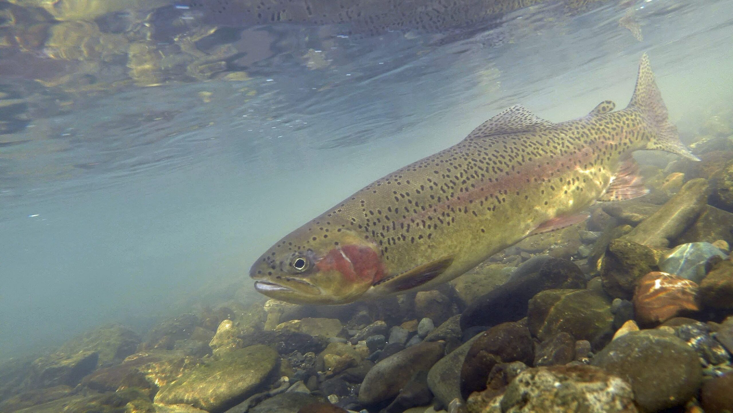 https://caltrout.org/wp-content/uploads/2019/05/8-Phil-Reedy-Spawning-RainbowCaltrout2015-41-scaled.jpg