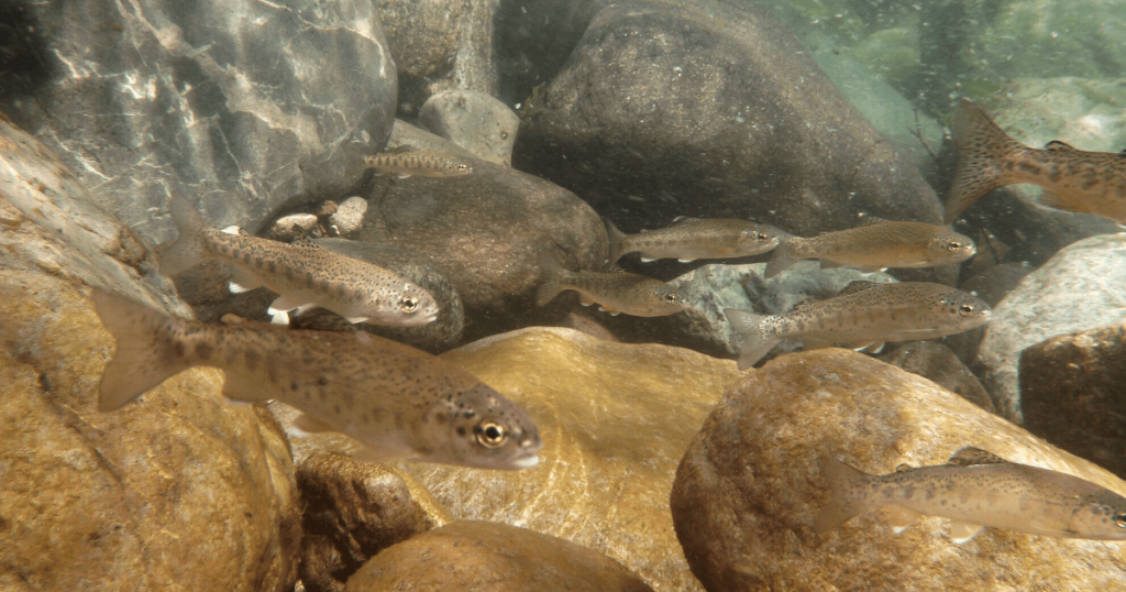 Summer steelhead considered for protection under state Endangered Species Act