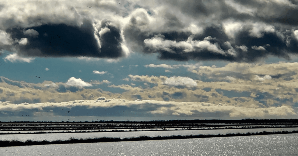 New Yolo Bypass Fish Passage project approved