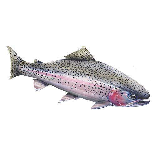 EC Fish Skins 6'6 Md Rainbow Trout Combo EAGLE-CLAW - Outdoority