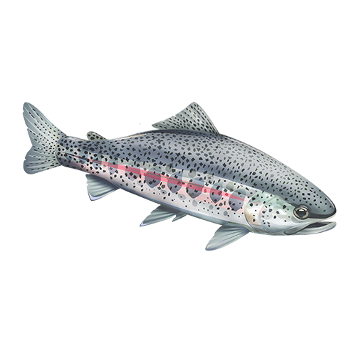 https://caltrout.org/wp-content/uploads/2019/07/fish-_0009_Coatal-Rainbow.png