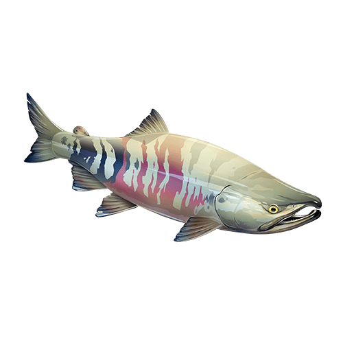 Pink tail trout