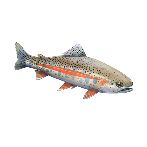 Redband Trout – Western Native Trout Initiative