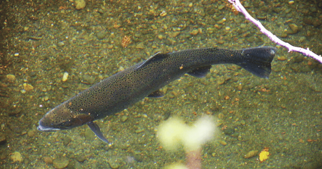 Protecting Endangered Steelhead on the Santa Ynez River