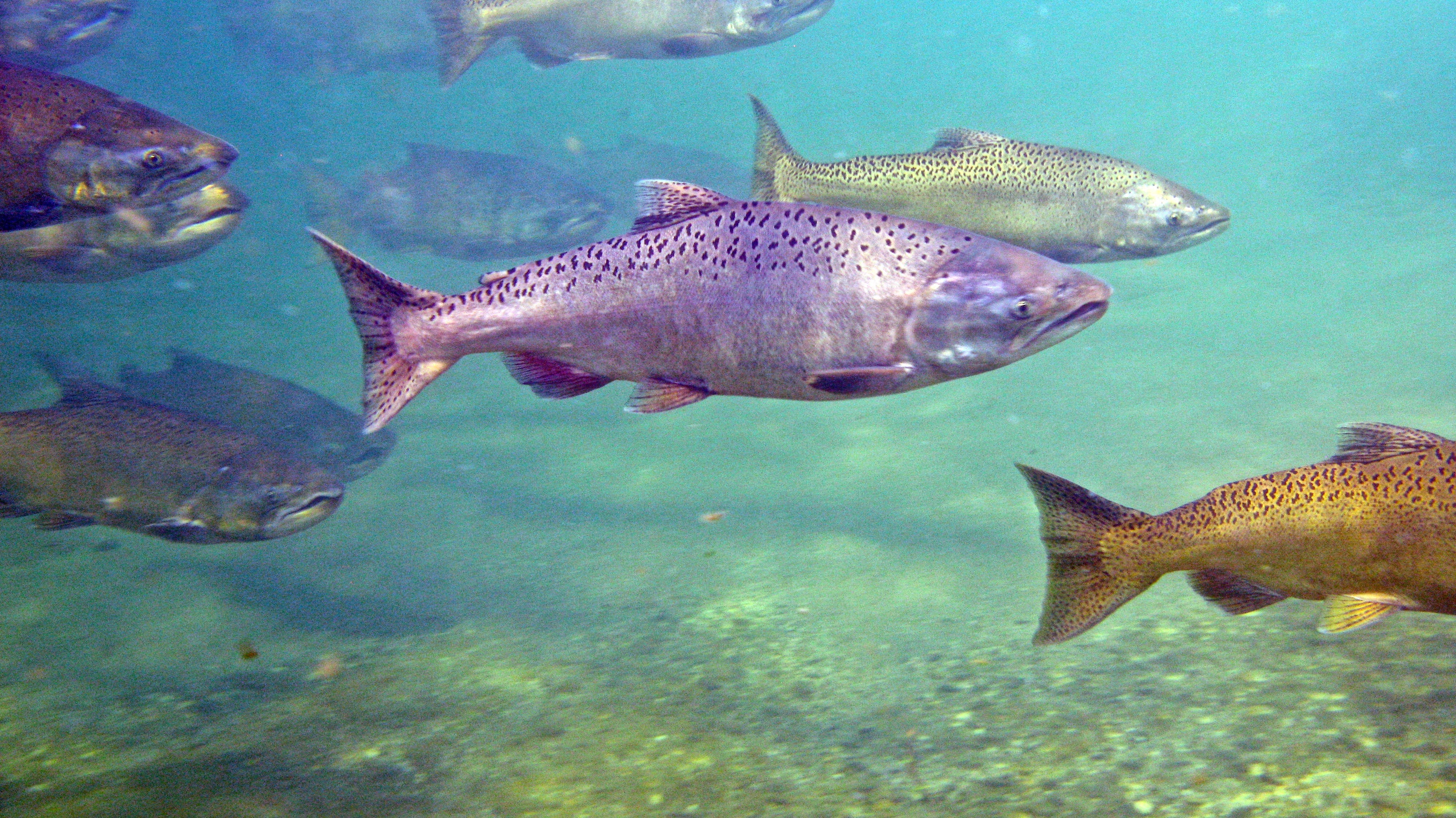 Рыба в чистой воде. Чавыча Oncorhynchus tshawytscha. Чавыча (Oncorhynchus tschawytscha). Чавыча рыба Речная. Чавыча аквакультура.