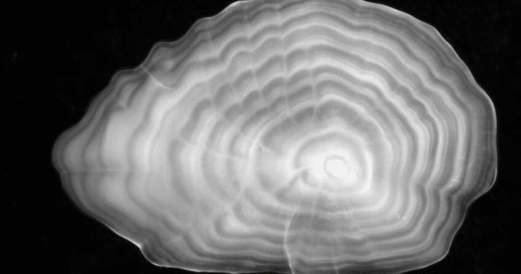 Studying Fish Ear Bones Can Help Us Better Understand Fish Movement in the Klamath Watershed