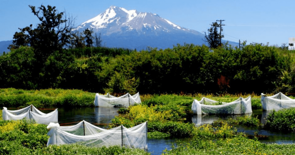 Can Salmon Eat Their Way Out of Climate Change?