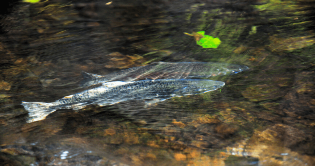 Viewing Salmon in Your Local Watershed