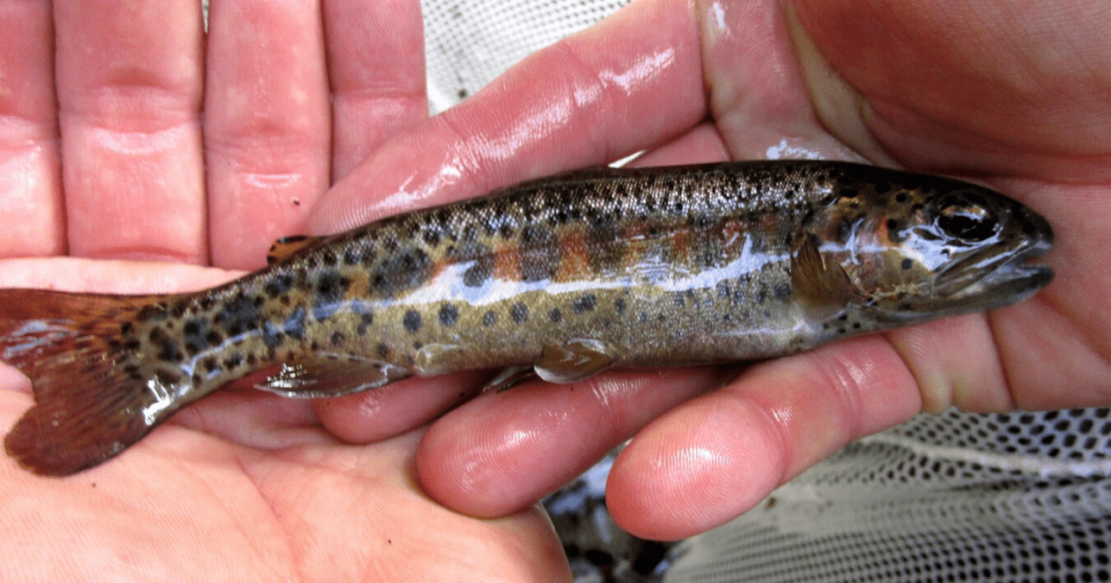 Saving the Rainbows: Finding Shelter for Rescued Native Trout in Southern California