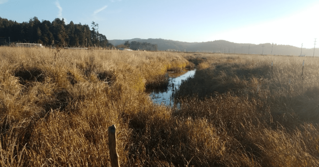 CalTrout Awarded additional ~$1M to Restore Estuaries