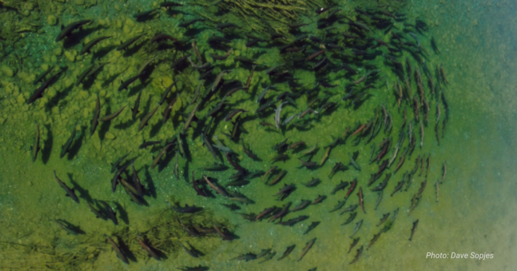 SF Eel River – Fish Counts Are Low But Hopes Are High