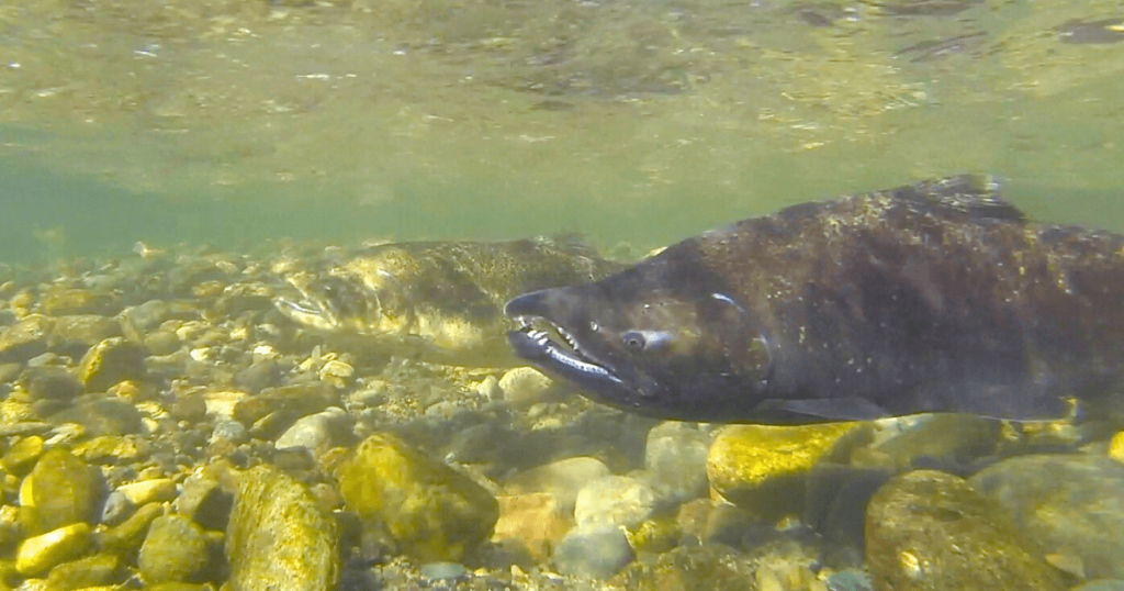 The State of the Salmonids in California Webinar