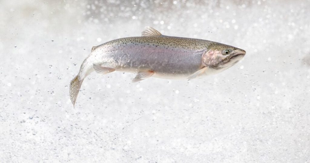 CDFW Euthanizes 3.2 Million Trout to Halt Bacteria Outbreak