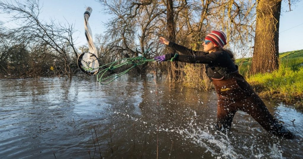 Nursing Salmon on Flooded Farms