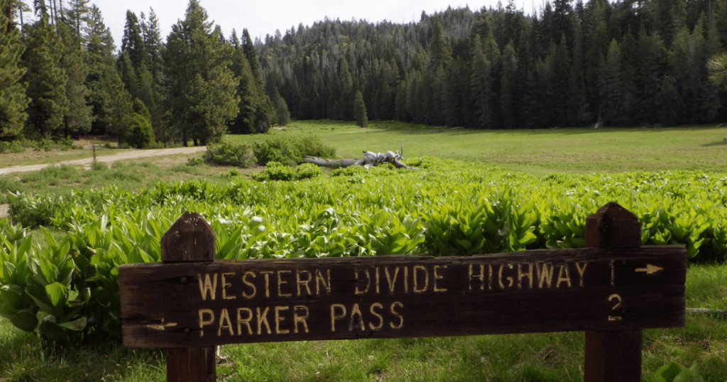 Field Note: Meadows Matter