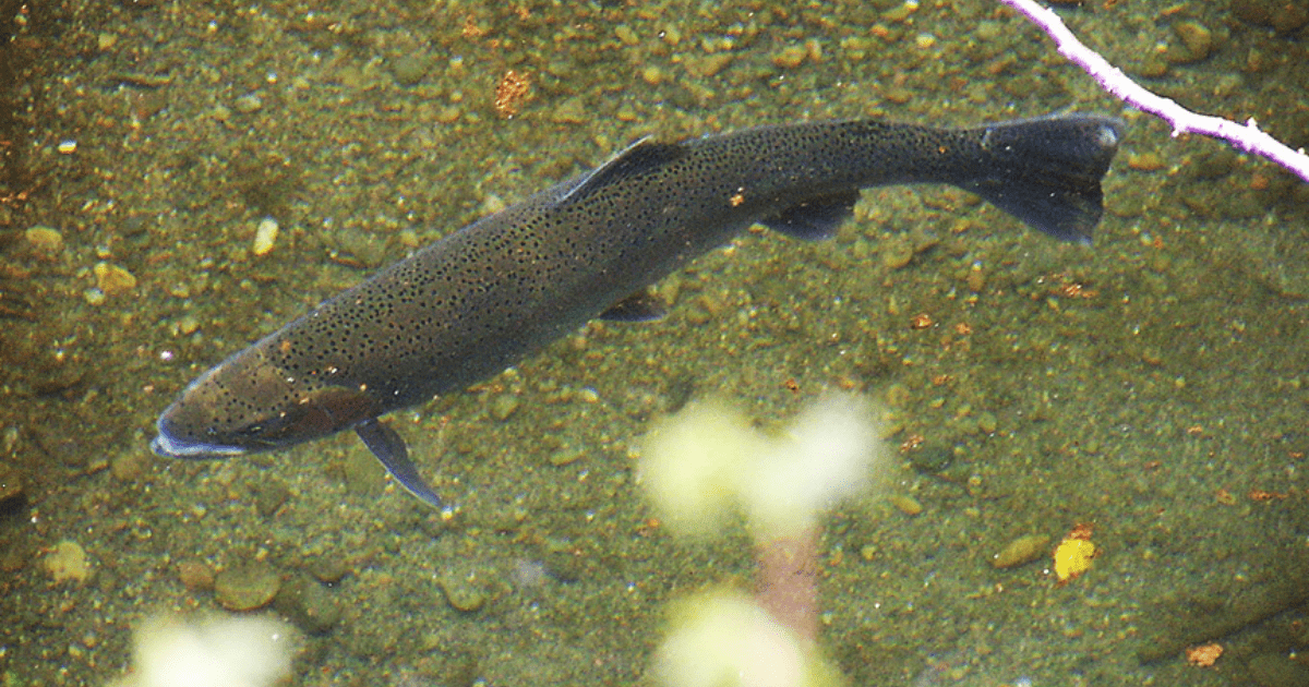 Southern Steelhead Are Adaptive And Resilient