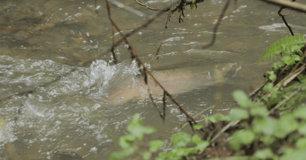 Toxic Tires Leads to Suffering Salmon
