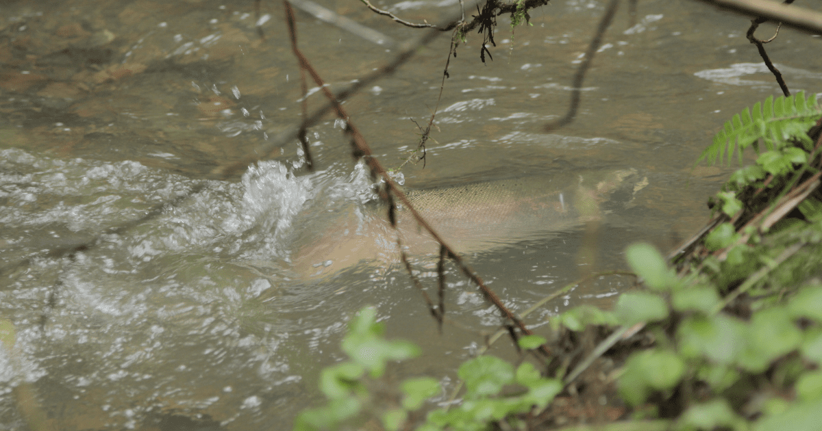 Toxic Tires Leads to Suffering Salmon